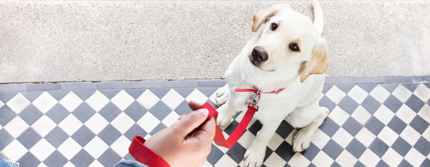 Chien assis sur le seuil avec laisse rouge