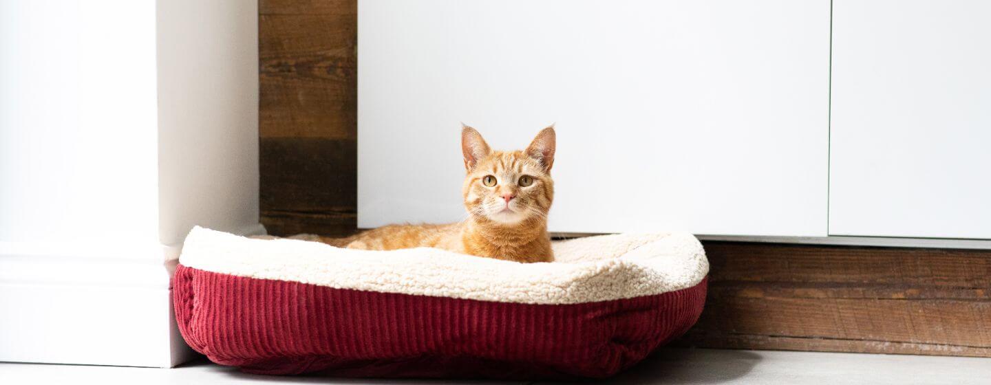 Chat roux assis dans un lit de chat