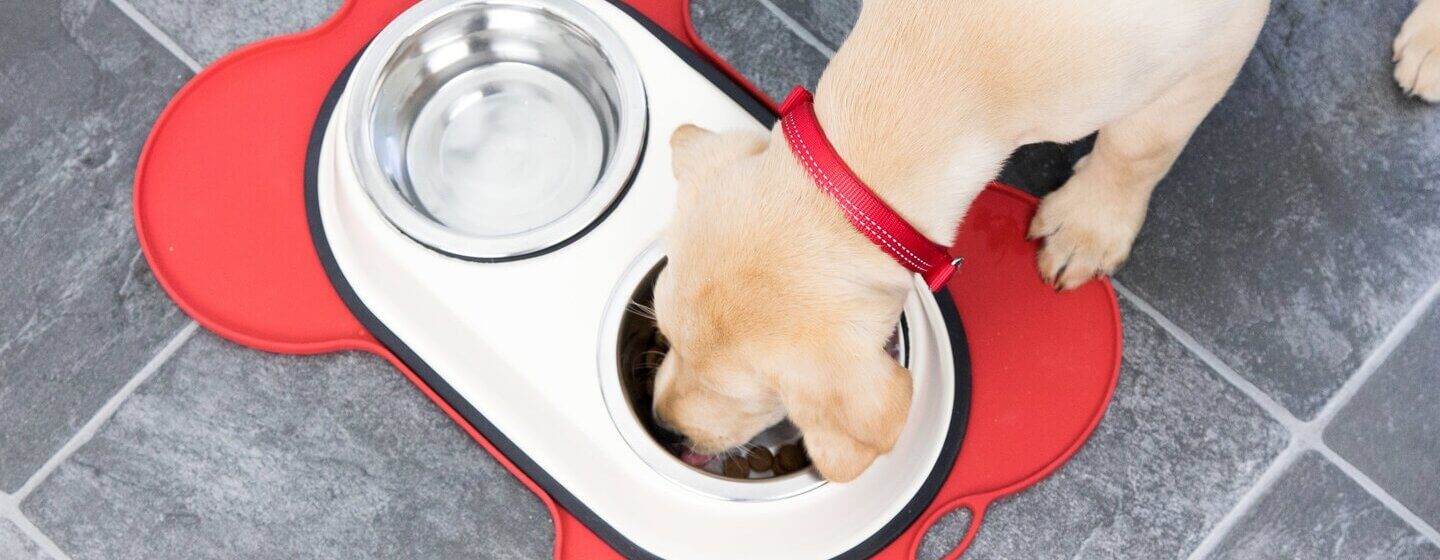 Chien de manger du bol