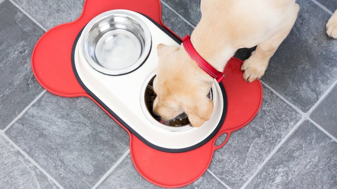 Chien de manger du bol