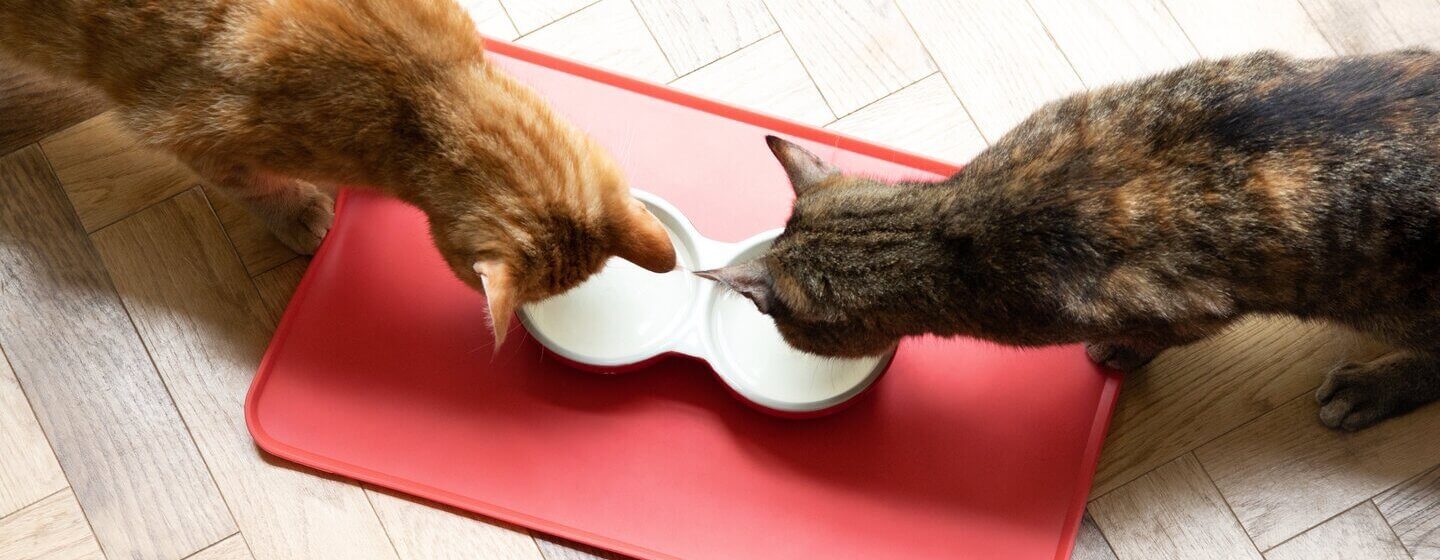 deux chats mangeant l'un à côté de l'autre dans des bols