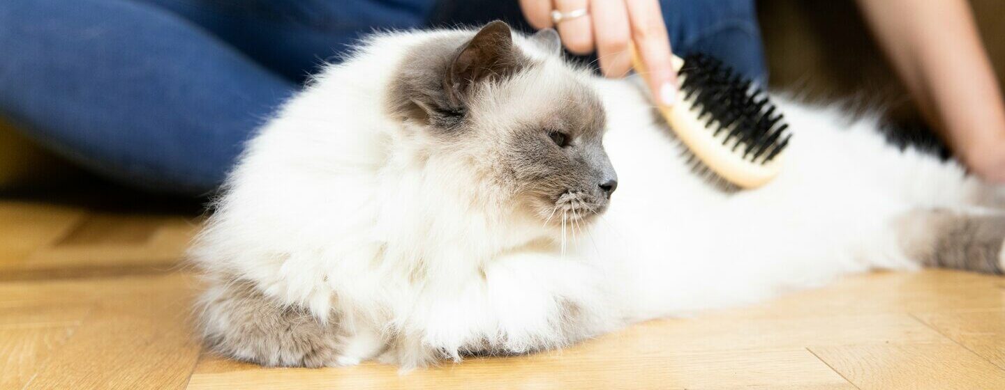 Chat blanc moelleux se faisant brosser