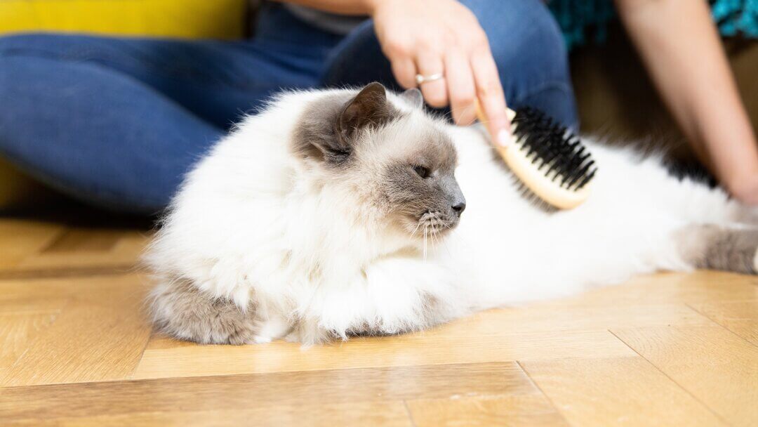Chat blanc moelleux se faisant brosser