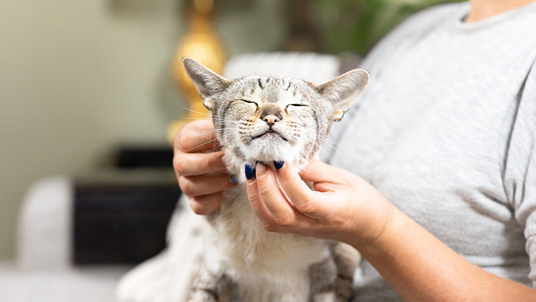 Caresser un chat sous son menton