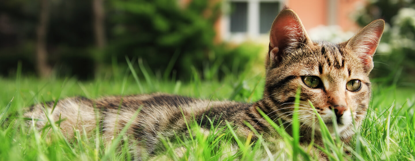 chat couché dans l'herbe