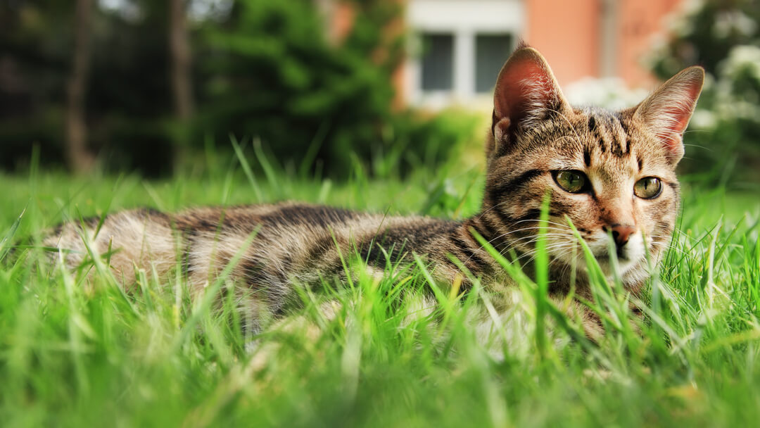 chat couché dans l'herbe