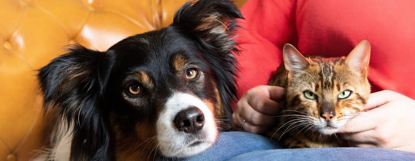 Chien et chat couché sur le propriétaire.