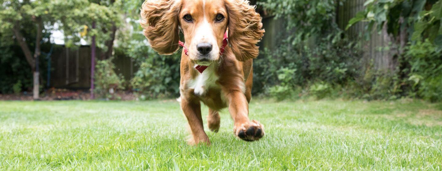 Chiot qui court dans un jardin