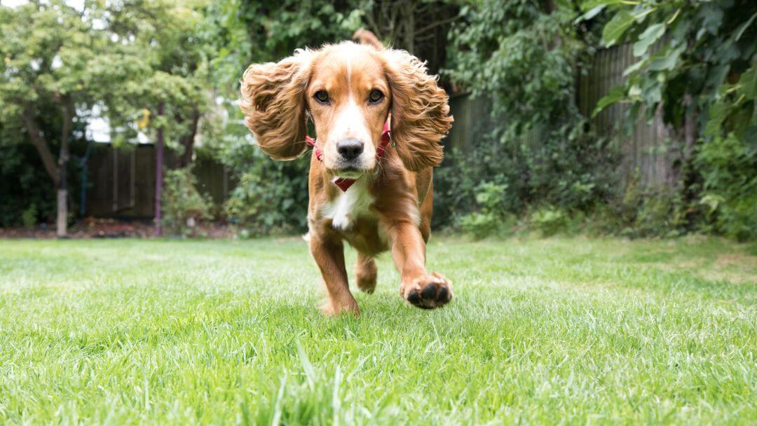 Chiot qui court dans un jardin