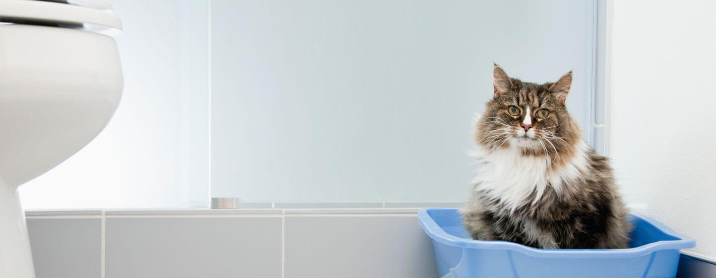 chat assis dans une litière bleue dans la salle de bain