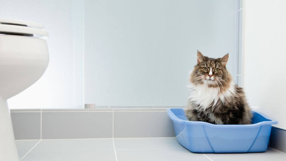 chat assis dans une litière bleue dans la salle de bain