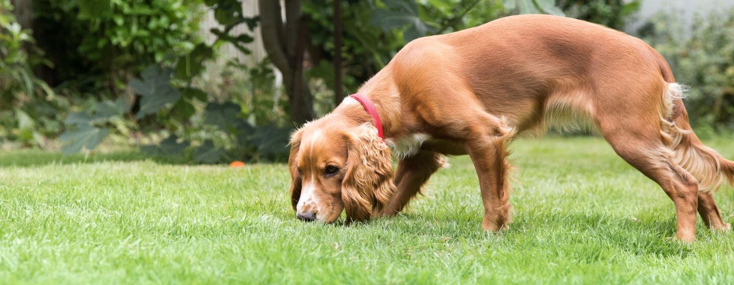 chiot reniflant de l'herbe