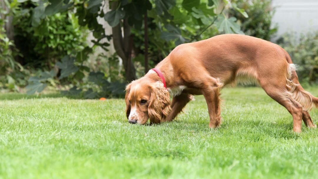 chiot reniflant de l'herbe