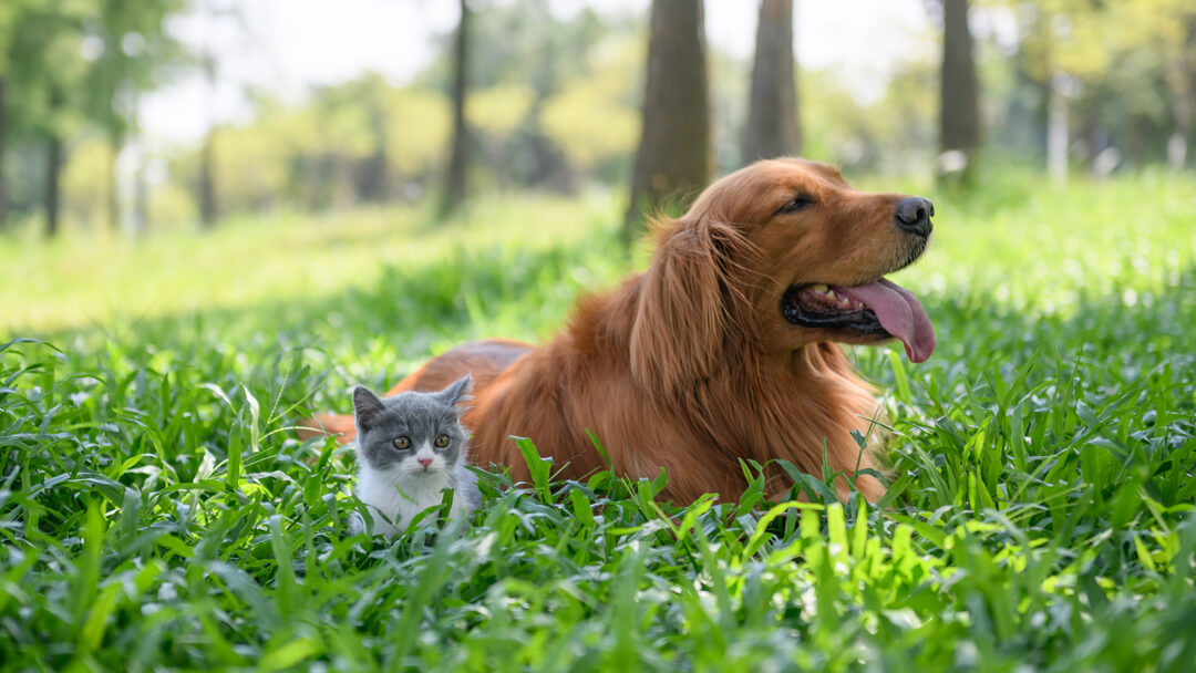 Collie dans les hautes herbes