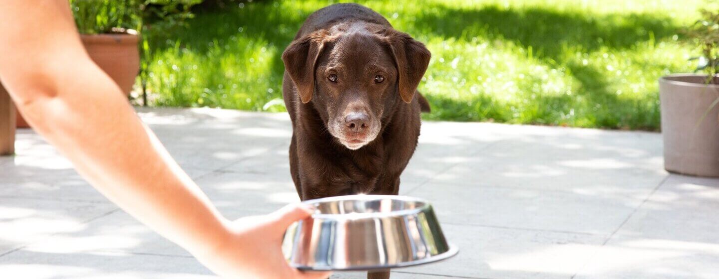 Labrador plus âgé étant remis un bol