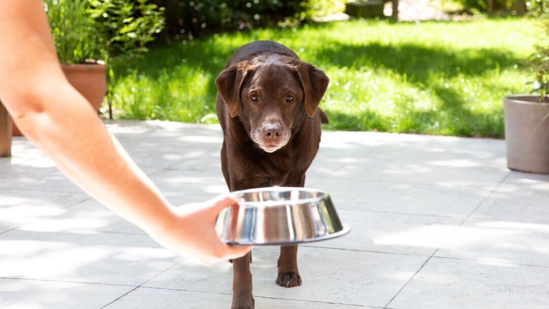 Labrador plus âgé étant remis un bol