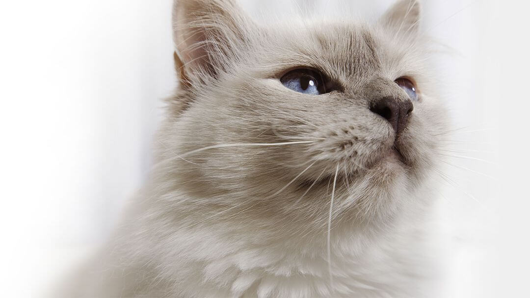 Chat gris moelleux aux yeux bleu clair.