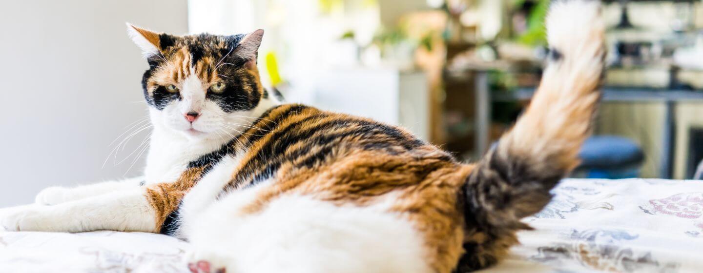 Chat tacheté couché sur le lit