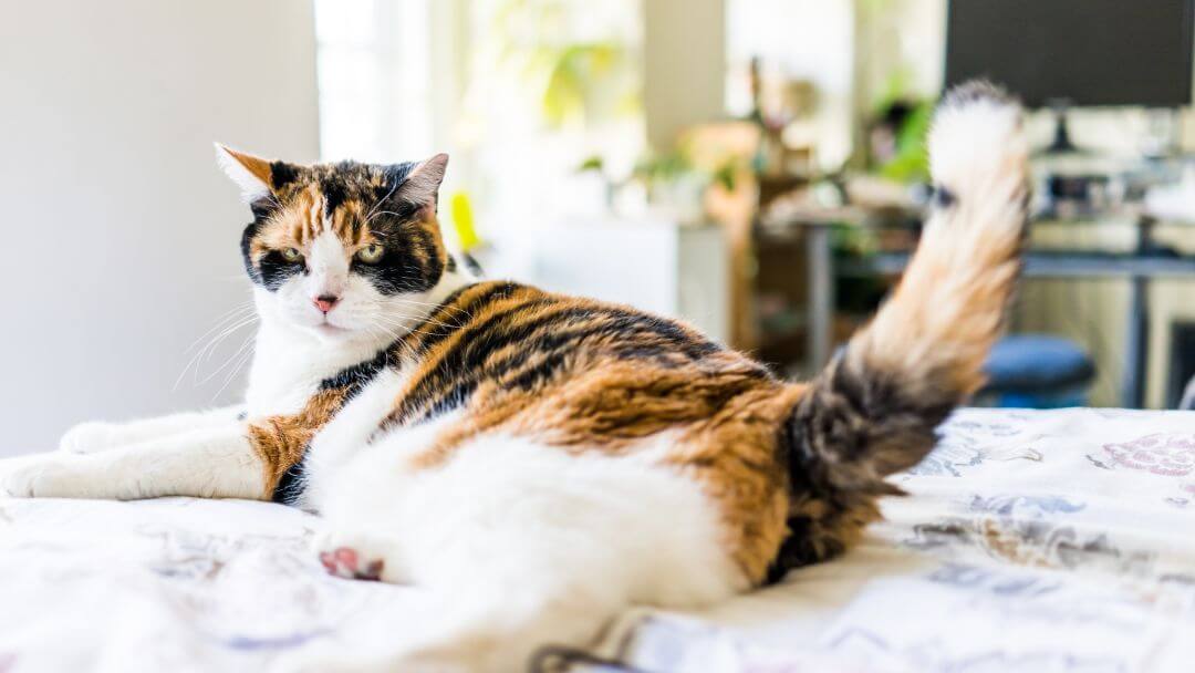 Chat tacheté couché sur le lit