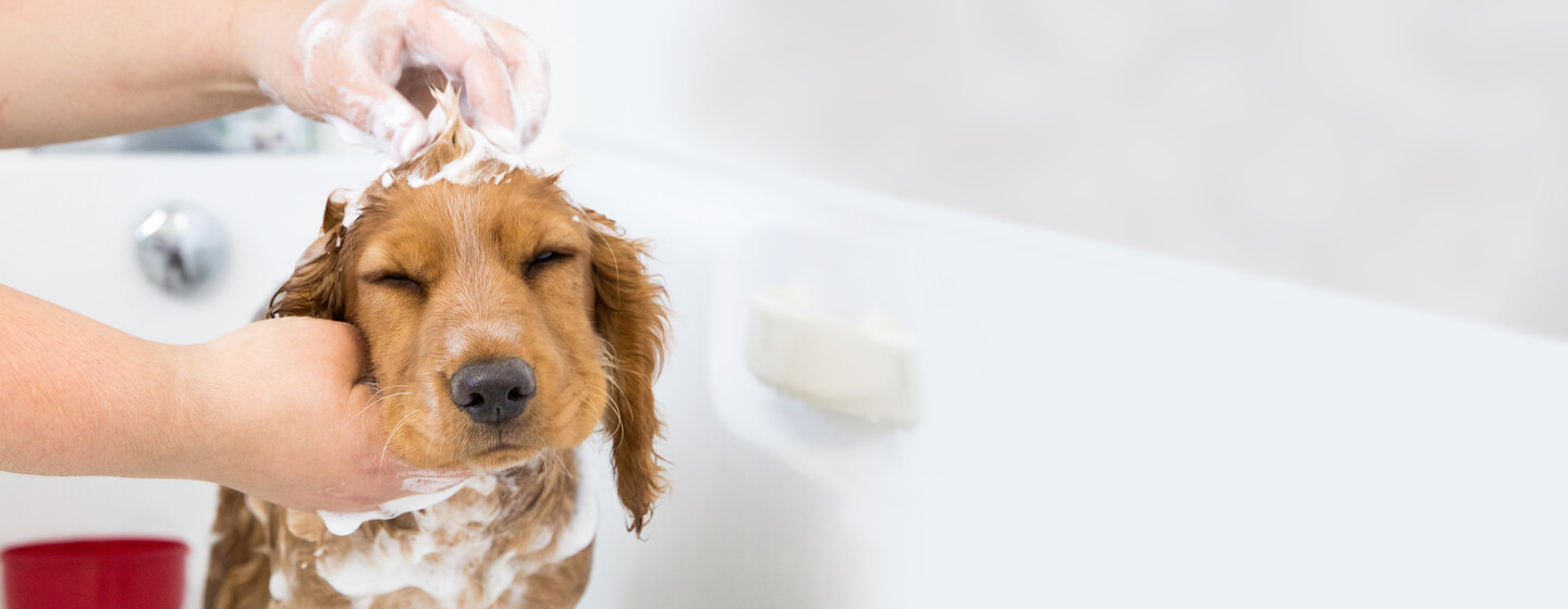 chiot prenant un bain