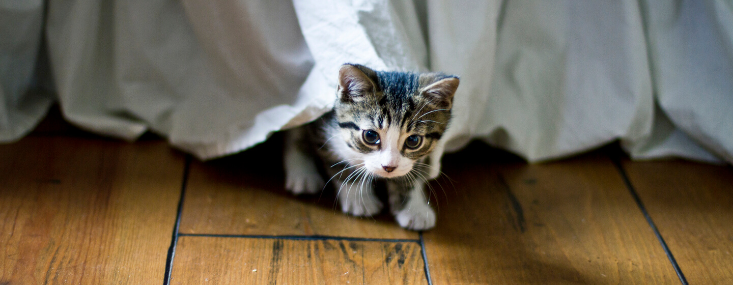 petit chaton sortant de sous un lit