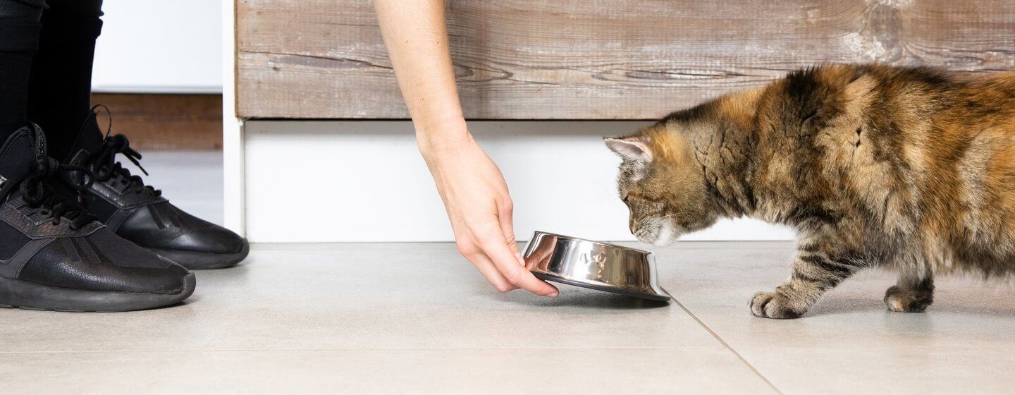 Chat brun foncé étant servi de la nourriture par le propriétaire dans un bol