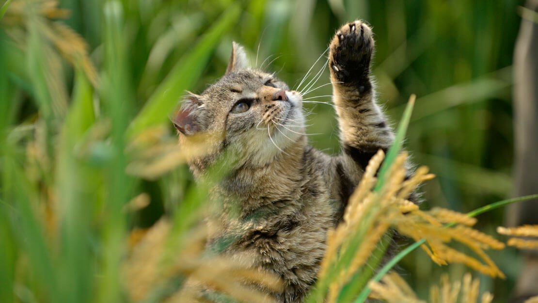 Nourriture pour chats page de liste Beyond