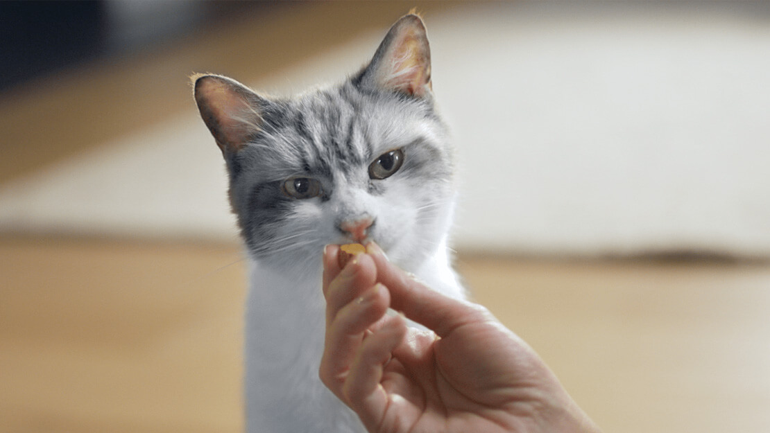 Hygiène bucco-dentaire du chat - WanimoVéto