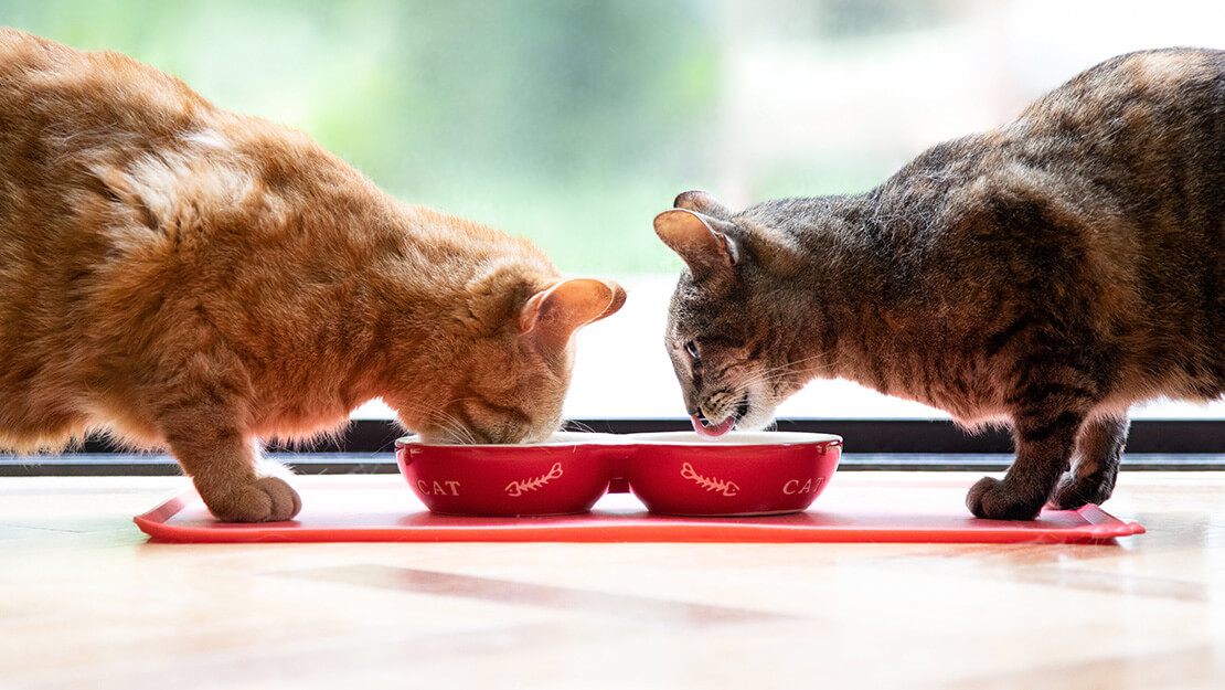 Page de liste des aliments pour chats stérilisés