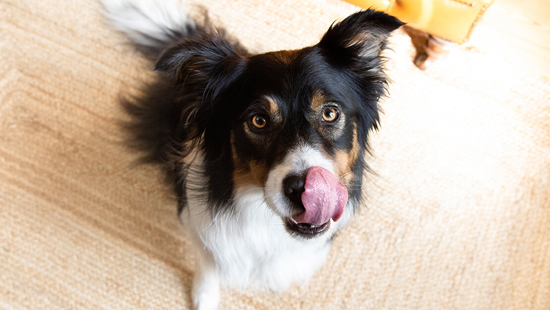 Page de liste des aliments pour chiens sensibles à la digestion