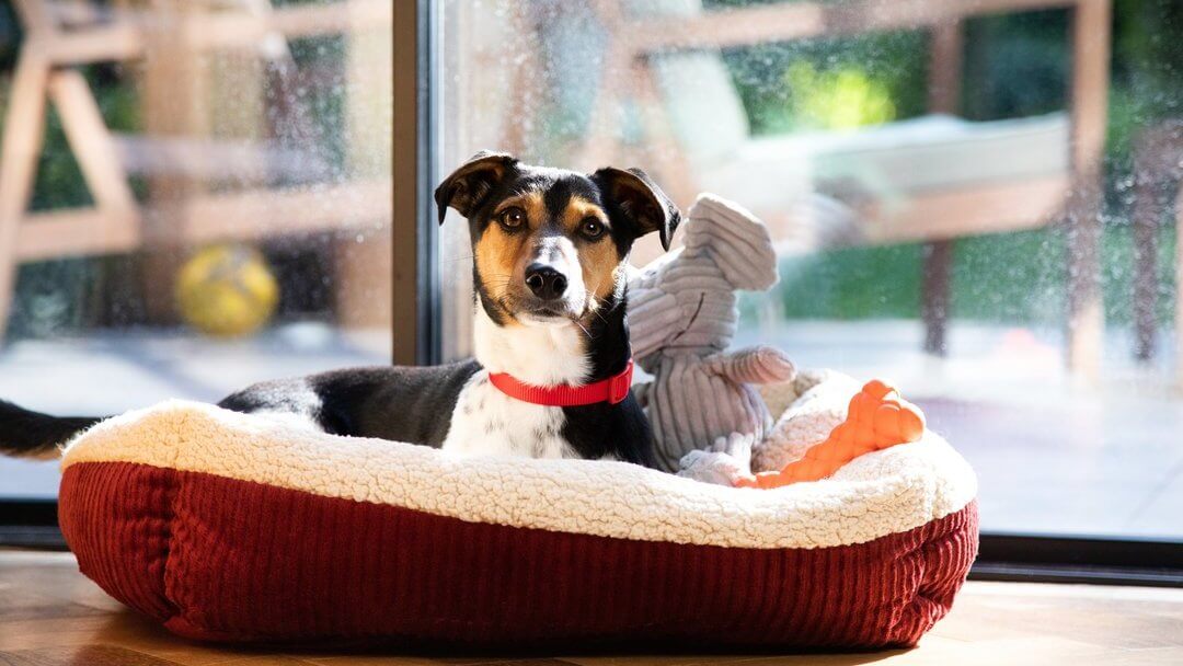 Chien en attente dans le panier