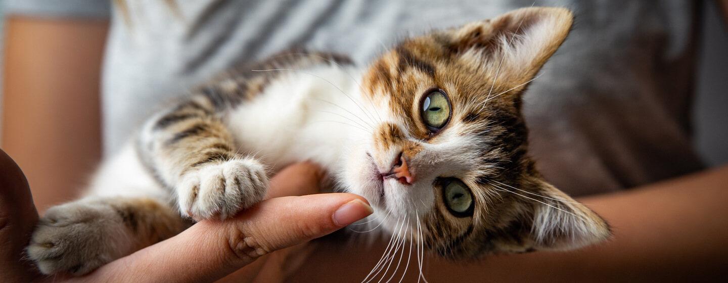 Chaton bercé par le propriétaire