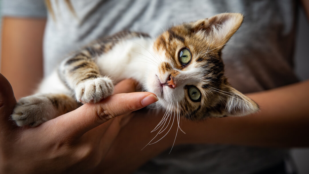 Chaton bercé par le propriétaire