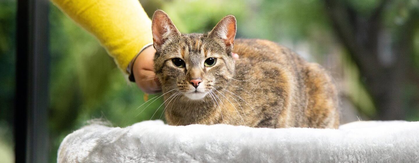 chat caressé par le propriétaire