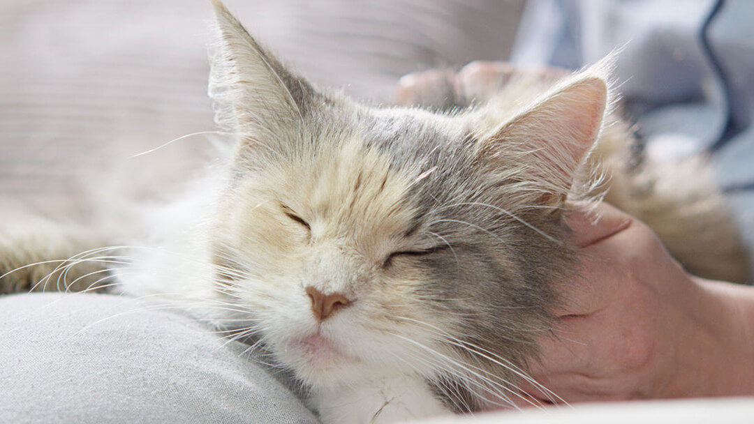 Chat se détendre sur les genoux du propriétaire