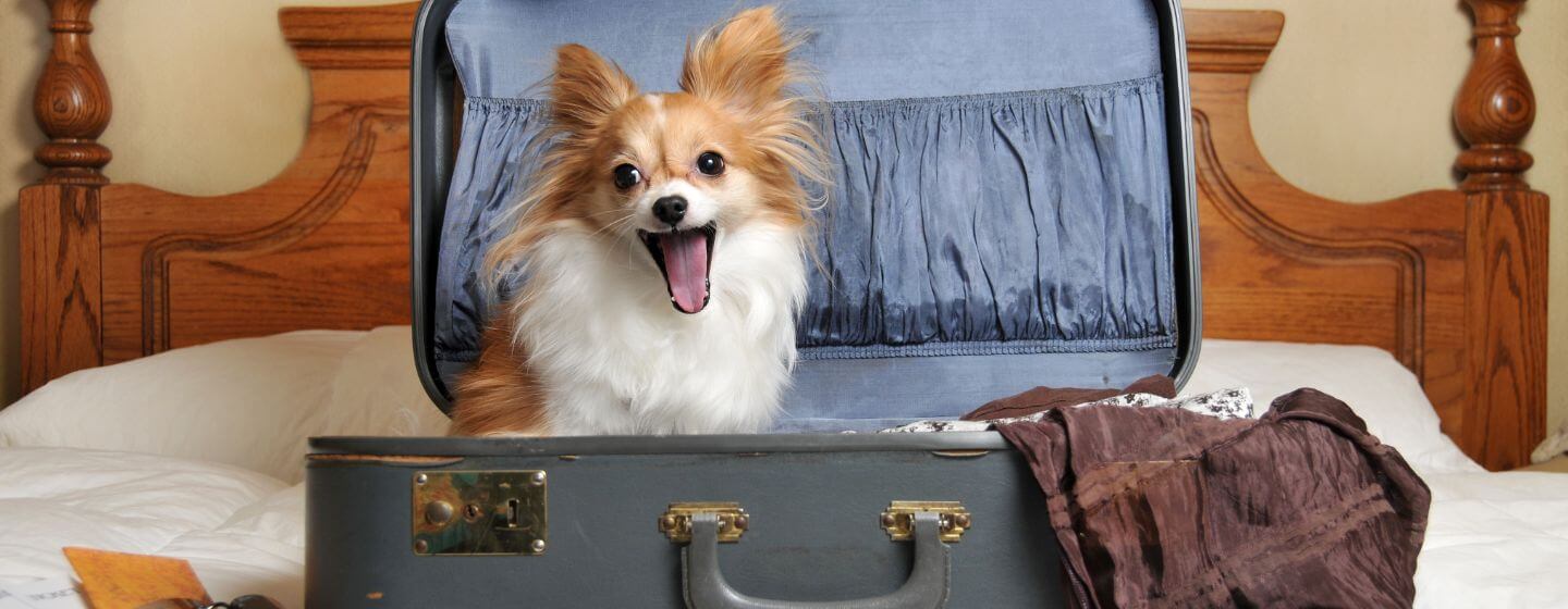 Petit chien bâillant assis dans une valise