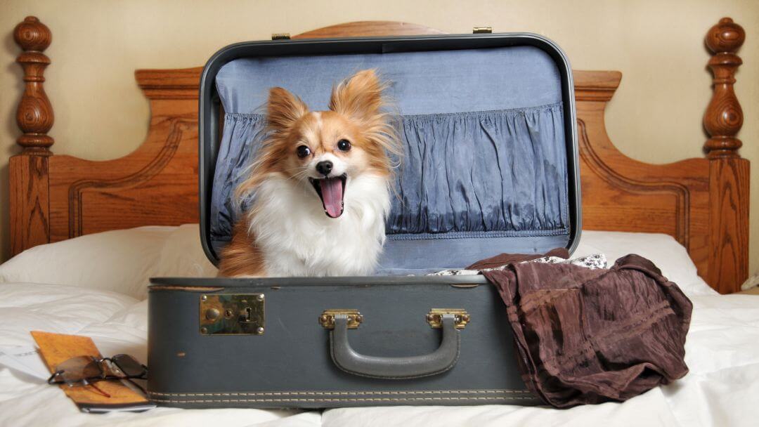 Petit chien bâillant assis dans une valise