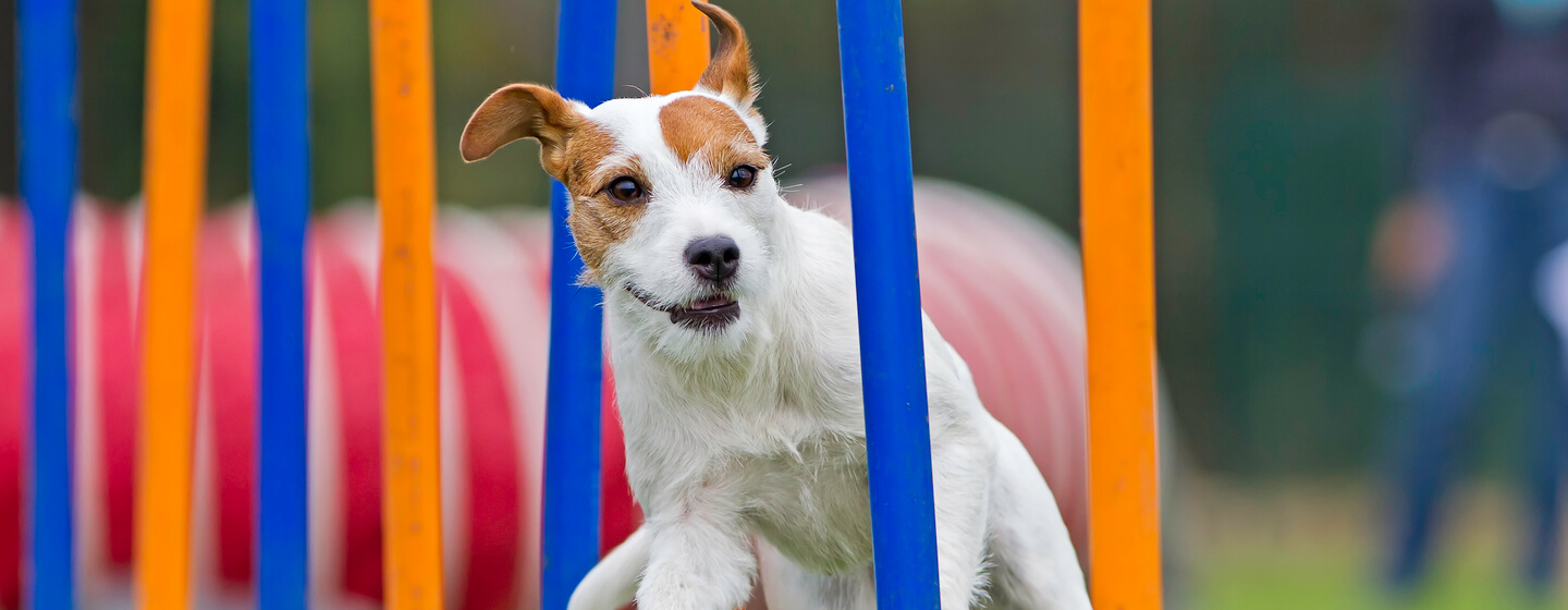 petit chien courant sur un parcours d'agilité