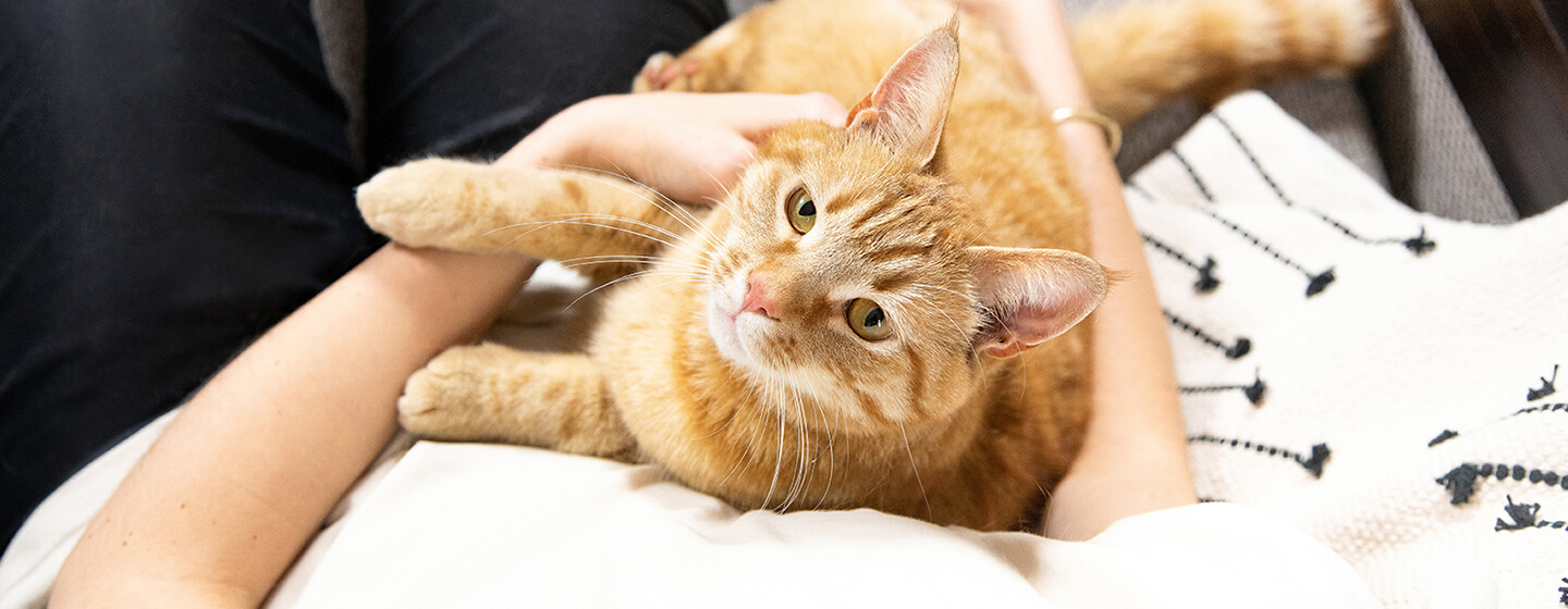 Les Signes Precurseurs De La Mise Bas Chez La Chatte Purina