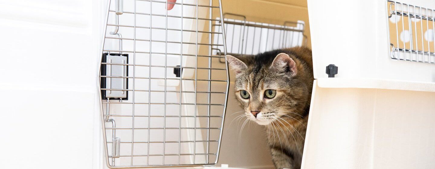 Chaton brun sortant de la cage de chat blanc