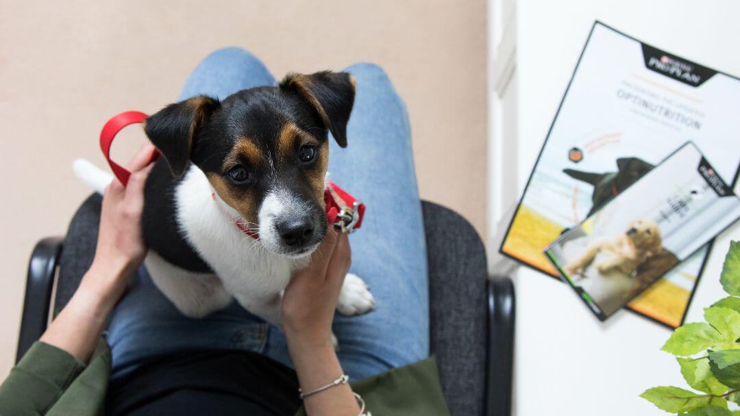 Chiot assis sur les genoux en attendant chez les vétérinaires