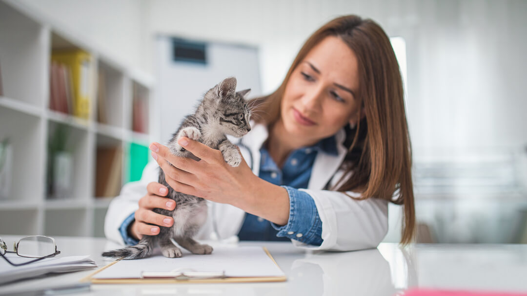 vétérinaire tenant un petit chaton