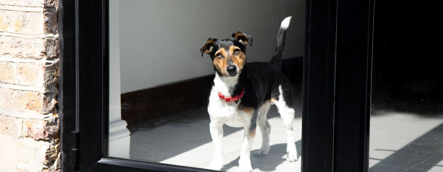 Jack Russell Terrier avec collier rouge à la fenêtre.