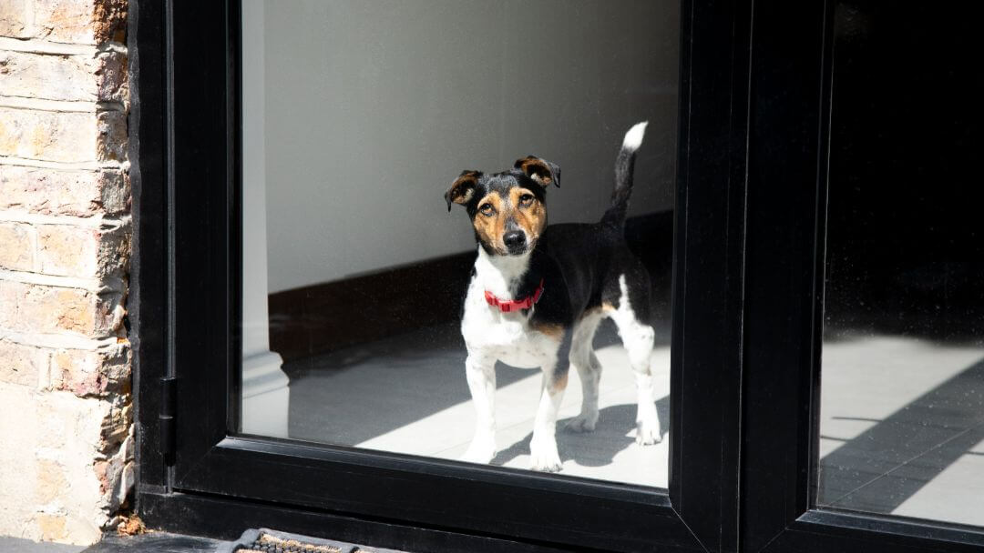 Jack Russell Terrier avec collier rouge à la fenêtre.