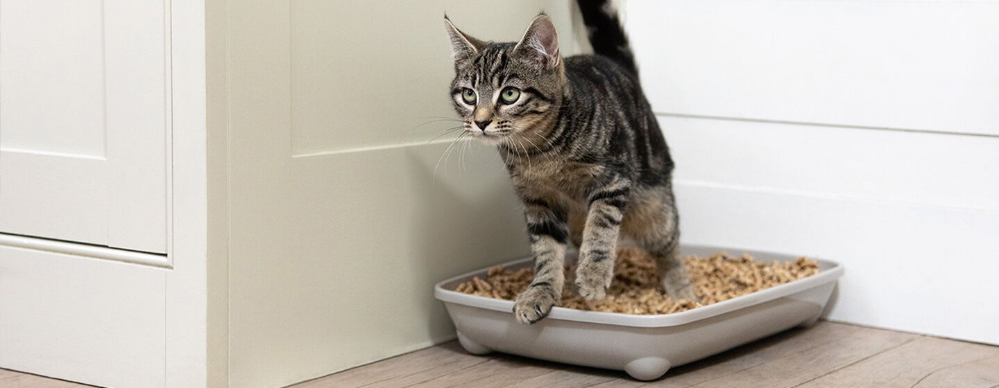 chaton dans le bac à litière