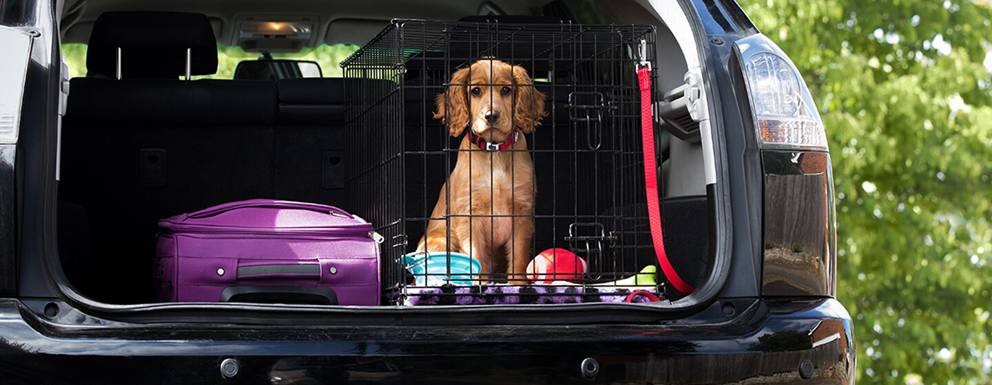 chiot à l'arrière de la voiture