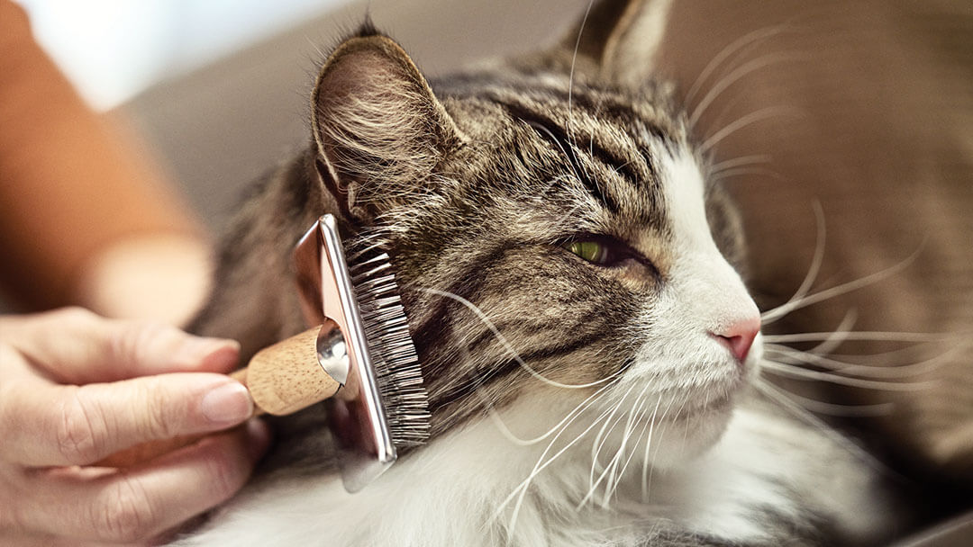 toilettage d'un chat à poil long