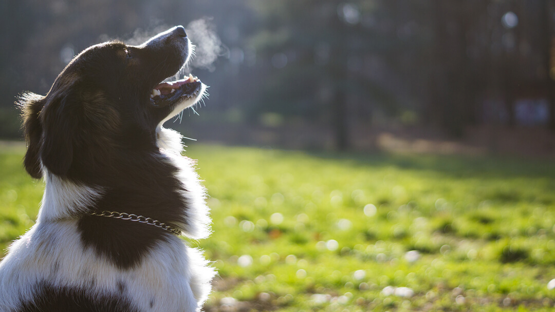 chien expirant dans l'air froid