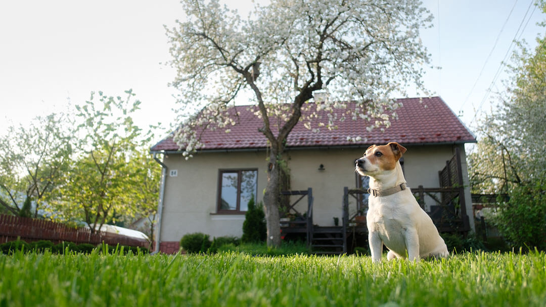 chien assis à l'extérieur du chalet