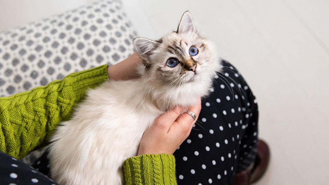 chaton sur les genoux